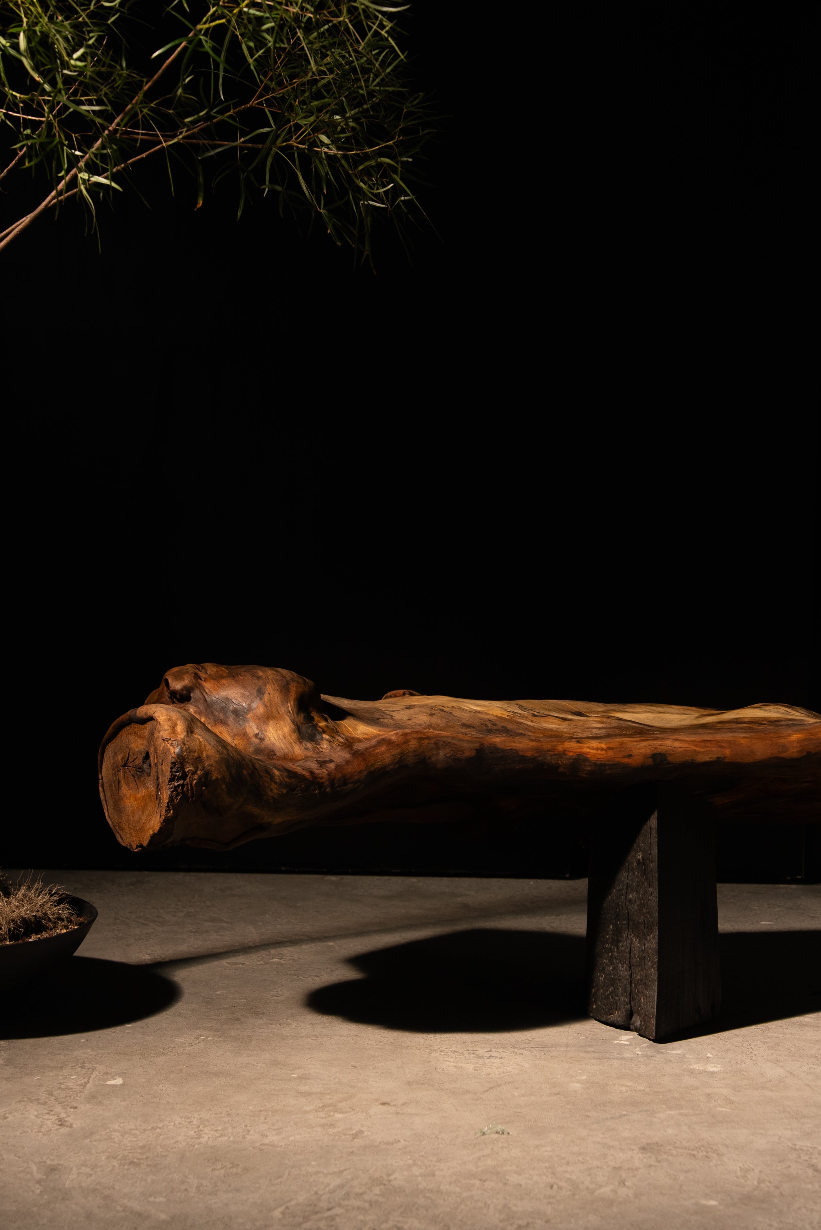 Eucalyptus Entwine Bench, 2024